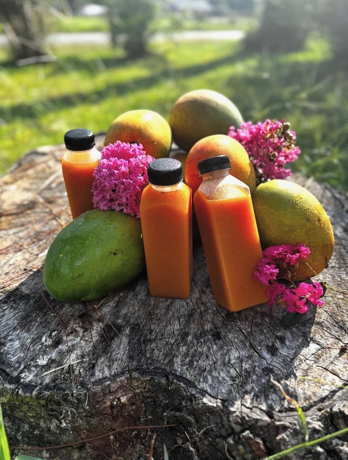 Fresh-pressed sea moss juice bottles surrounded by mango and native flowers
